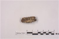 藏品(大孢衣屬)的圖片